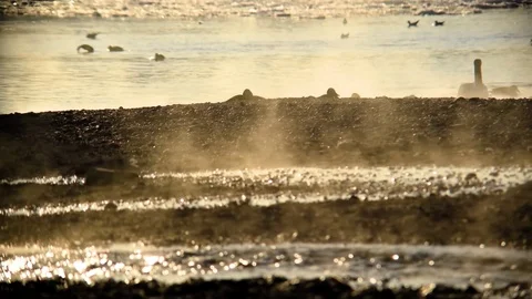 Mallards and swans on the riverside Stock Footage 71415990