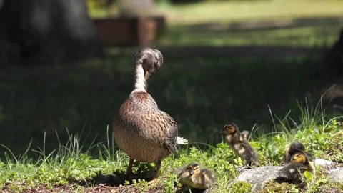 Mallards clean their feathers on the shore while ducklings bask in the sun Stock Footage 244080440