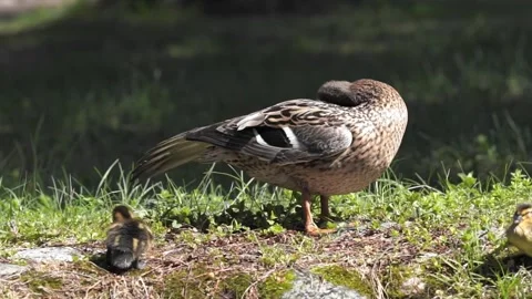 Mallards clean their feathers on the shore while ducklings bask in the sun Stock Footage 244080558