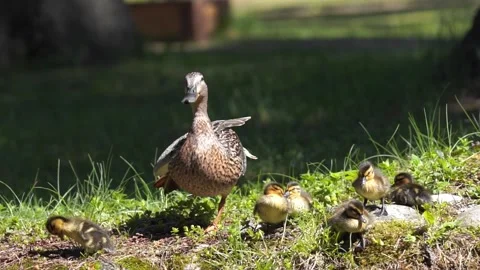 Mallards clean their feathers on the shore while ducklings bask in the sun Stock Footage 244080559