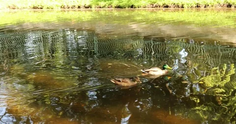 Mallards, closeup of ducks in the pond Stock Footage 80289852
