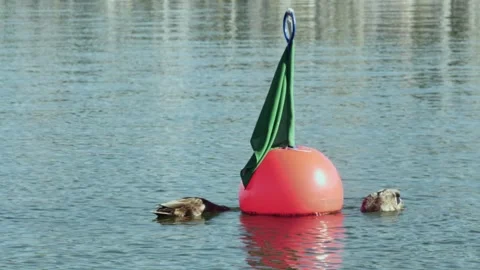 Mallards dive under a buoy into the sea Vídeos de archivo 274097722
