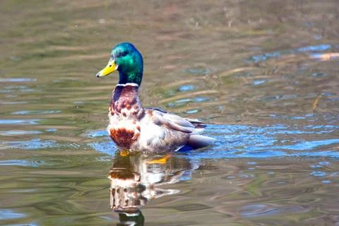 Mallards  duck  in the river Stock Photos
