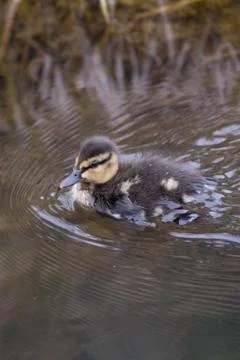 Mallards  duckling Stock Photos