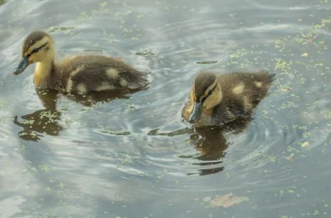 Mallards ducks chick in the water Stock Photos