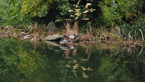 Mallards ducks in a nature park Stock Footage 293684980