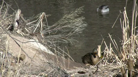 Mallards Emerging FRom Pond Vídeo Stock 313249