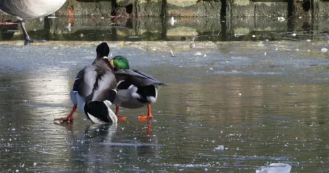 Mallards fighting on ice Stock Footage 231809506