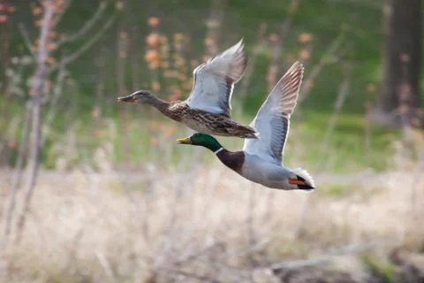 Mallards in flight Stock Photos