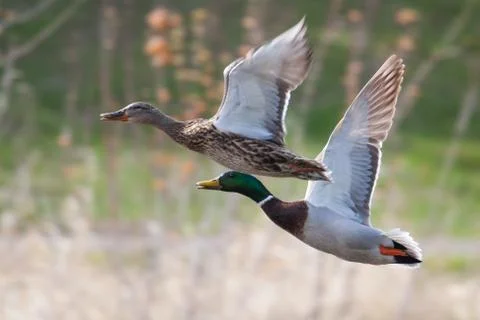 Mallards in flight Stock Photos