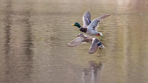 Mallards in flight Stock Photos