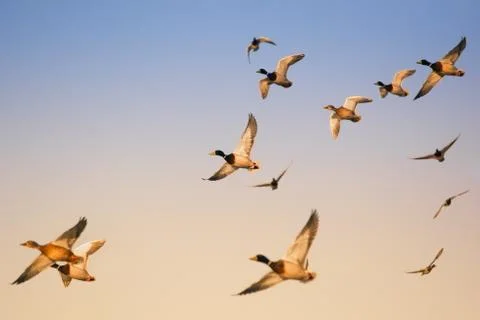 Mallards in flight Stock Photos