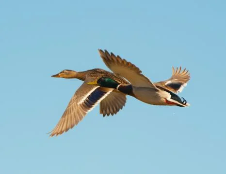 Mallards in flight Stock Photos