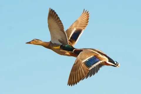 Mallards in flight Stock Photos