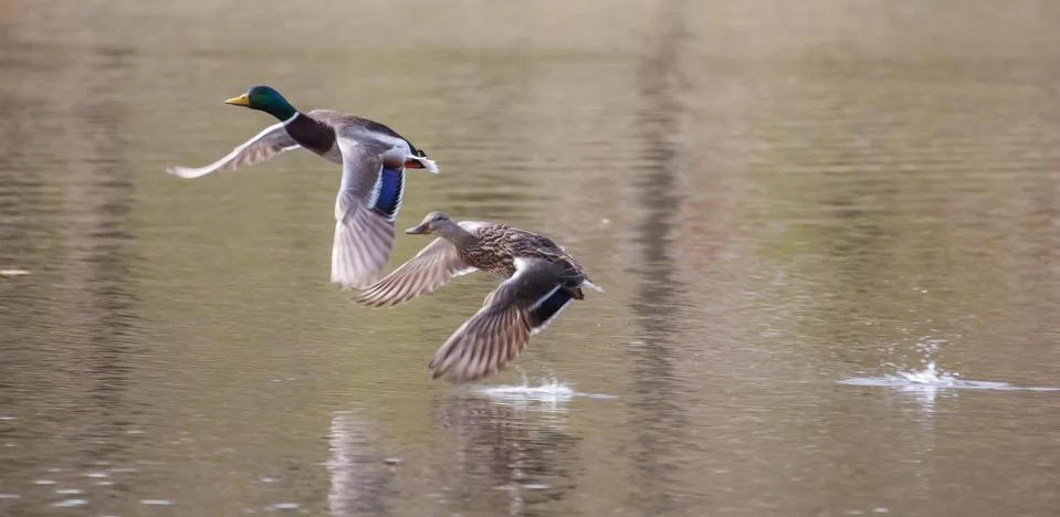 Mallards in flight in soft focus Stock Photos