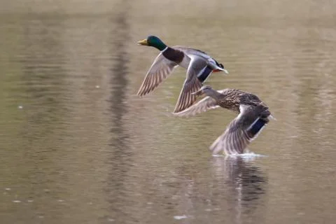 Mallards in flight in soft focus Stock Photos