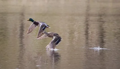 Mallards in flight in soft focus Stock Photos