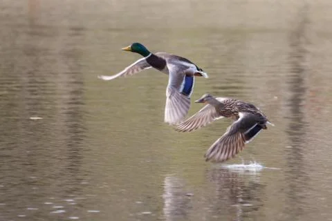 Mallards in flight in soft focus Stock Photos