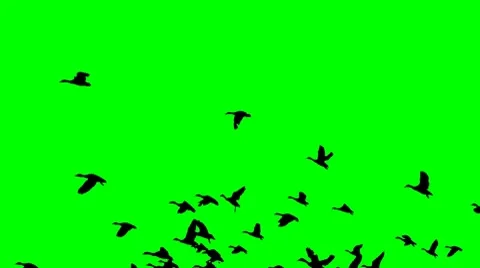 Mallards Flyleft Greenscreen Stock Footage 7728504