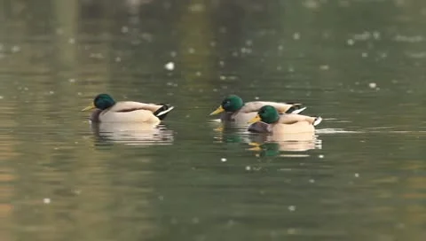 Mallards Stock Footage 8925993