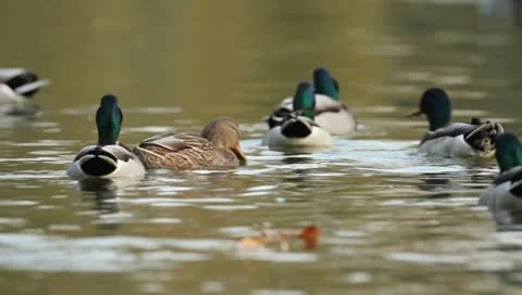 Mallards Stock Footage 8926008