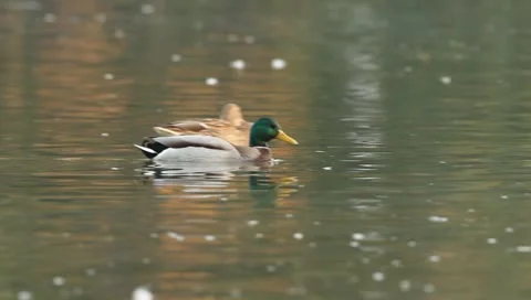 Mallards Stock Footage 8926045