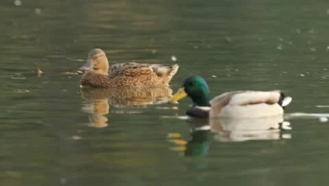 Mallards Stock Footage 8926051