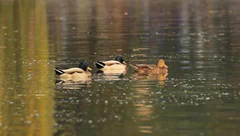 Mallards Stock Footage 8926061