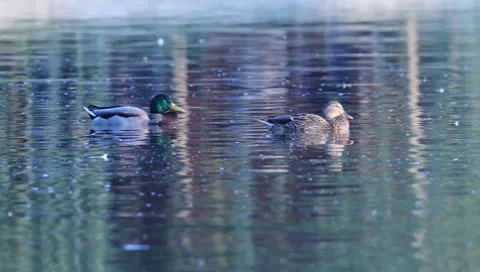 Mallards Stock Footage 8926074