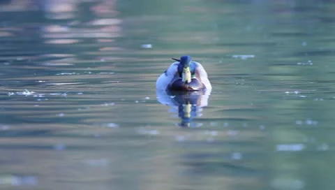 Mallards Stock Footage 8926082
