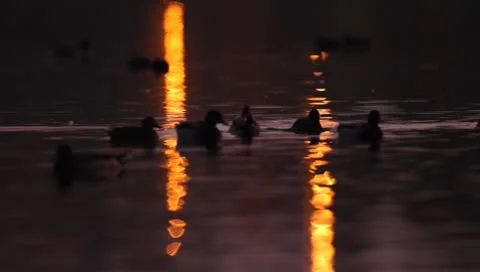 Mallards Stock Footage 8926084