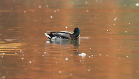 Mallards Stock Footage 8926108