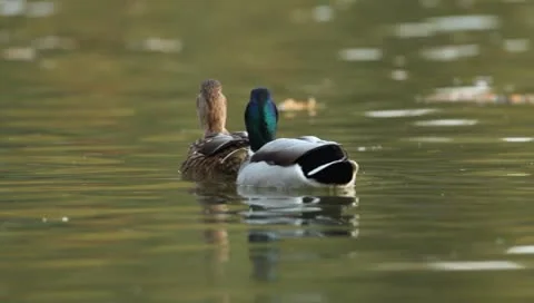 Mallards Stock Footage 8926122
