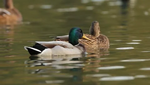 Mallards Stock Footage 8926134