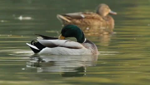 Mallards Stock Footage 8926147