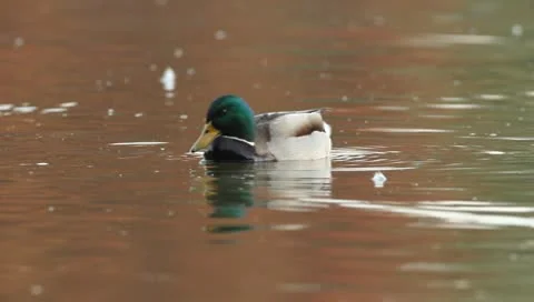 Mallards Stock Footage 8926162