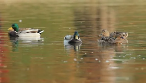 Mallards Stock Footage 8926176