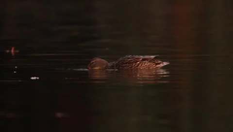 Mallards Stock Footage 8926225