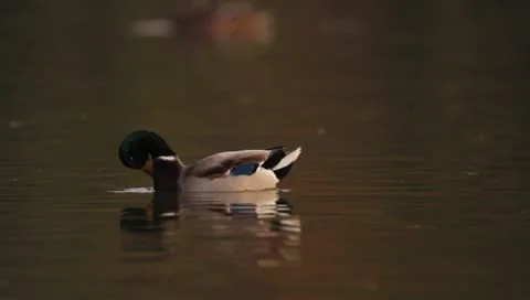 Mallards Stock Footage 8926243