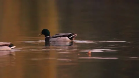 Mallards Stock Footage 8926266