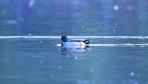 Mallards Stock Footage 8926269