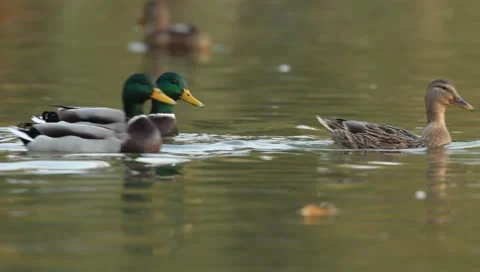 Mallards Stock Footage 8926274