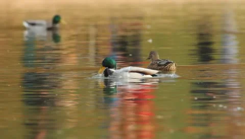Mallards Stock Footage 8926278