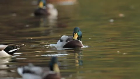 Mallards Stock Footage 8926286