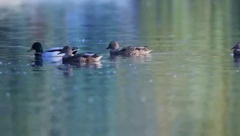 Mallards Stock Footage 8926308