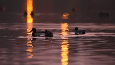 Mallards Stock Footage 8926326