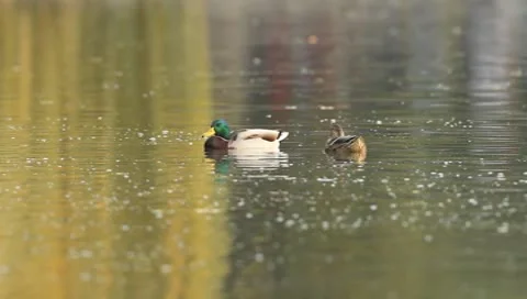 Mallards Stock Footage 8926329