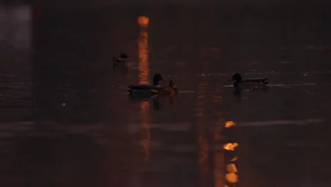 Mallards Stock Footage 8926350