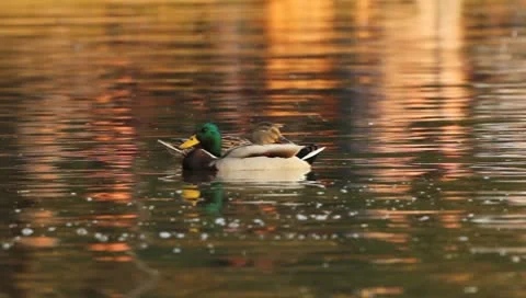 Mallards Stock Footage 8926363