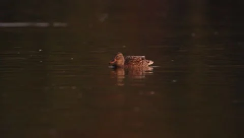 Mallards Stock Footage 8926381